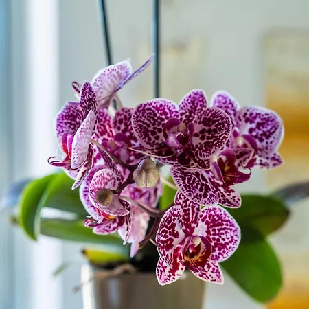 Dorica - Two Bedroom With Terrace *