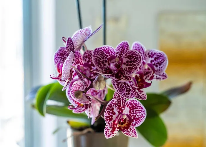 Dorica - Two Bedroom With Terrace *